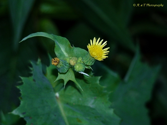 {Sonchus oleraceus}